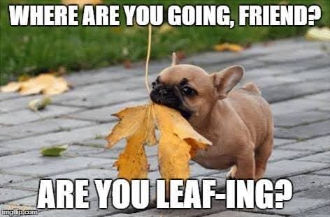French bulldog meme - where are you going, friend. Are you leaf-ing