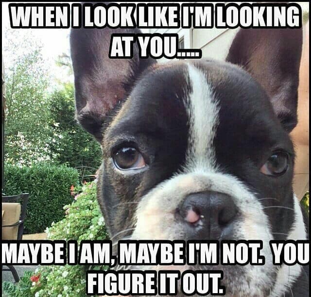 French bulldog meme - when i look like i'm looking at you... Maybe i am, maybe i'm not. You figure it out