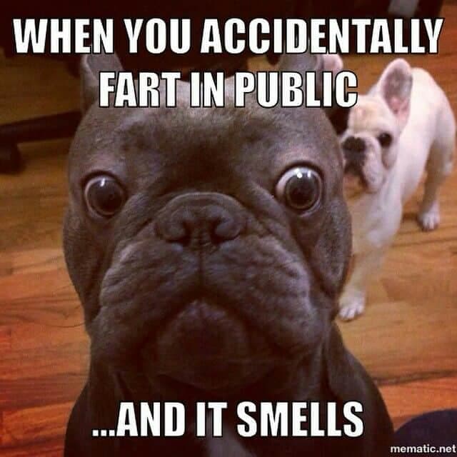 French bulldog meme - when you accidentally fart in public... And it smells