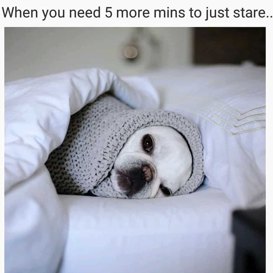 French bulldog meme - when you need 5 more mins to just stare...