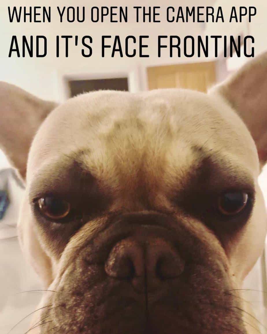French bulldog meme - when you open the camera app and it's face fronting