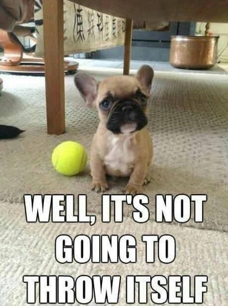 French bulldog meme - well, it's not going to throw itself
