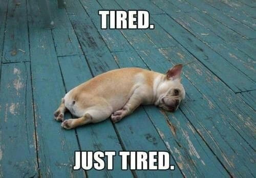 French Bulldog Meme - Tired. Just tired.