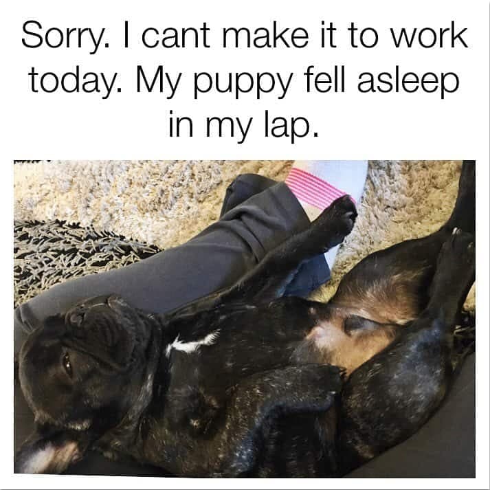 French bulldog meme - sorry. I cant make it to work today. My puppy fell asleep in my lap.