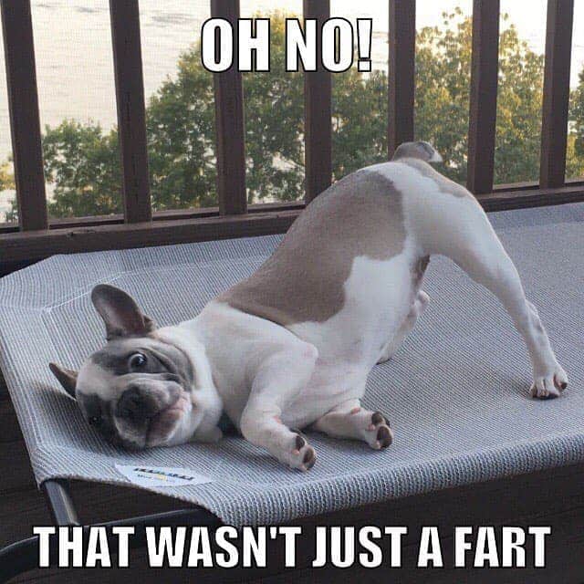 French bulldog meme - oh no! That wasn't just a fart