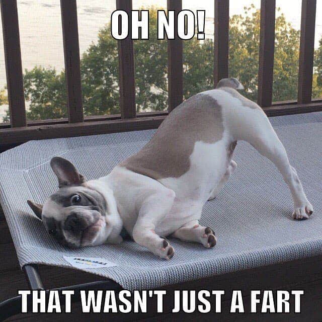 French Bulldog Meme - Oh no! That wasn't just a fart