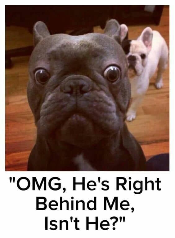 French bulldog meme - ''omg, he's right behind me, isn't he''