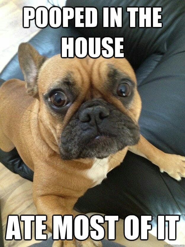 French bulldog meme - pooped in the house ate most of it