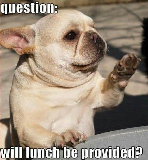 French bulldog meme - question; will lunch be provided
