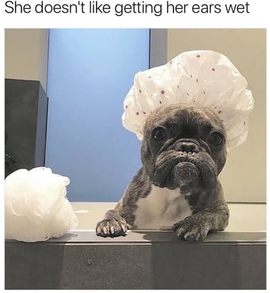 French Bulldog Meme - She doesn't like getting her ears wet