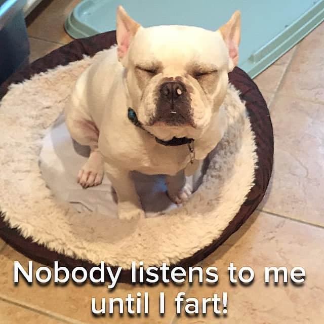 French bulldog meme - nobody listens to me until i fart!