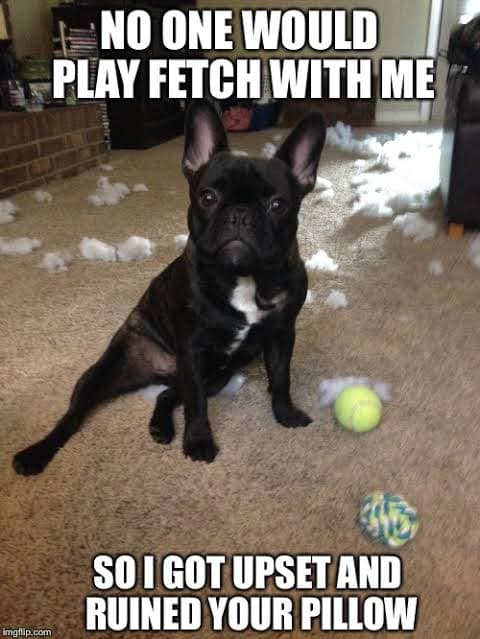 French Bulldog Meme - No one would play fetch with me so I got upset and ruined your pillow