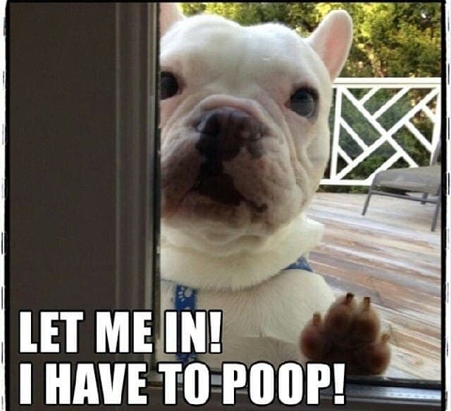 French bulldog meme - let me in! I have to poop!