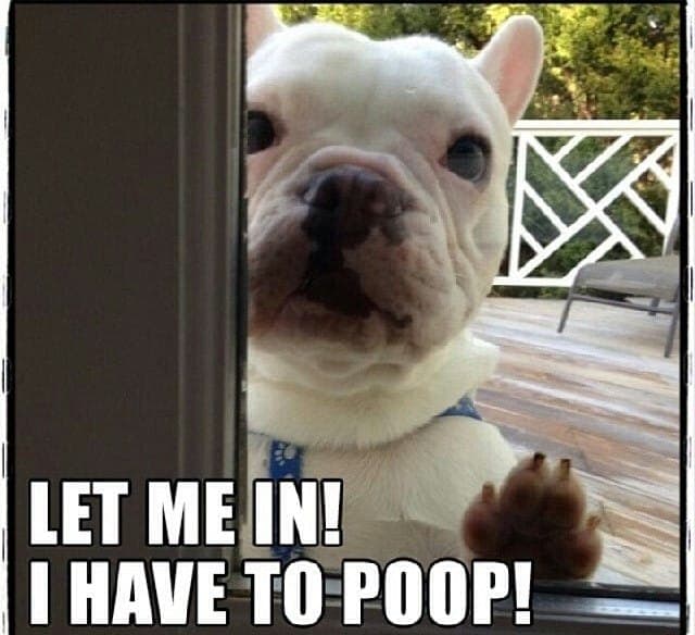 French Bulldog Meme - Let me in! I have to poop!