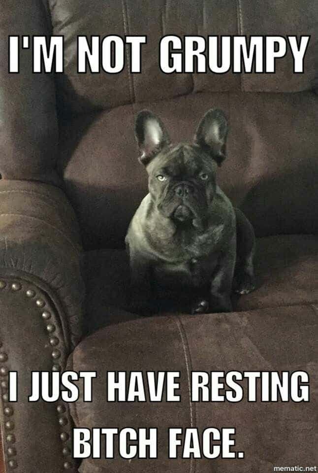 French bulldog meme - i'm not grumpy i just have resting bitch face.