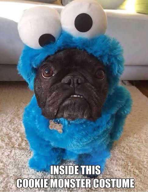 French bulldog meme - inside this cookie monster costume