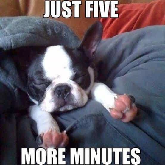 French bulldog meme - just five more minutes
