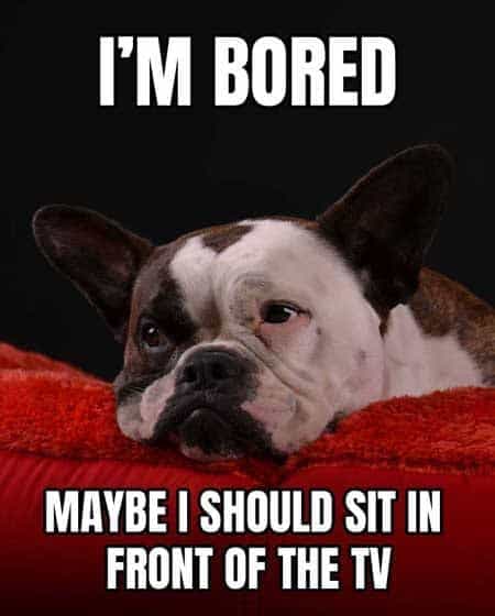 French Bulldog Meme - I'm bored maybe I should sit in front of the tv