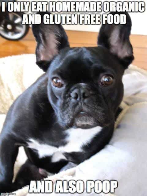 French Bulldog Meme - If you ain't givin' me treats I'm going to Gramma's