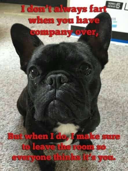 French Bulldog Meme - I only eat home made organic and gluten free food and also poop