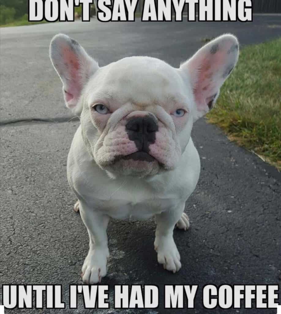 French Bulldog Meme - don't say anything until I've had my coffee