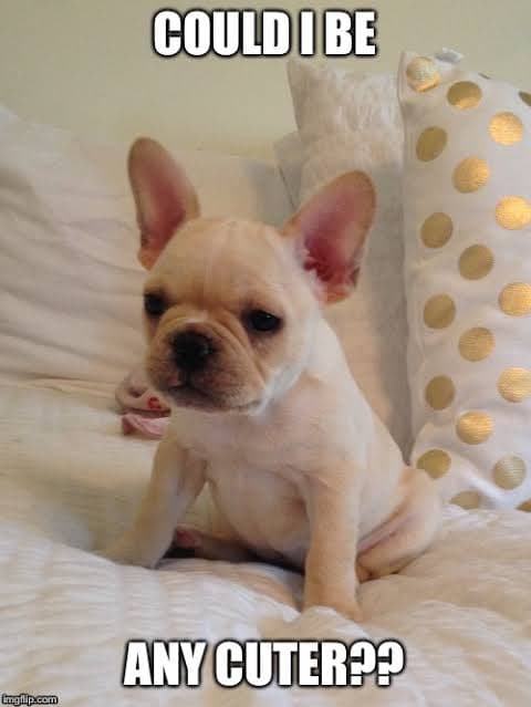 French bulldog meme - could i be any cuter