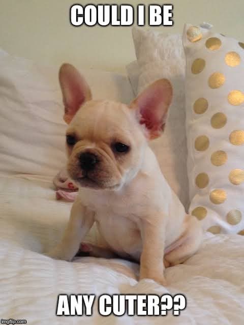 French Bulldog Meme - Could I be any cuter