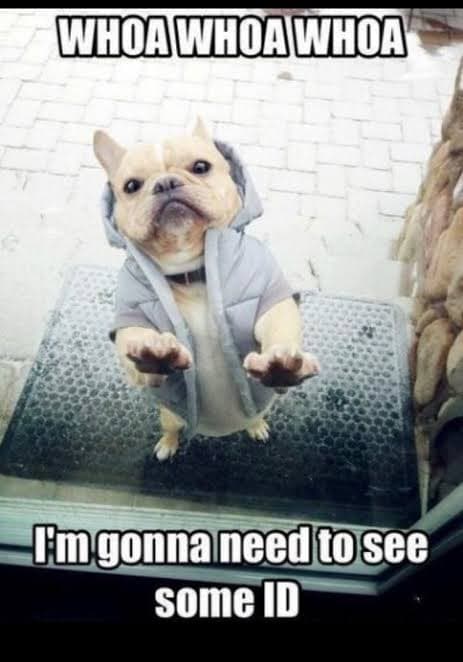 French Bulldog Meme - Whoa whoa whoa I'm gonna need to see some ID