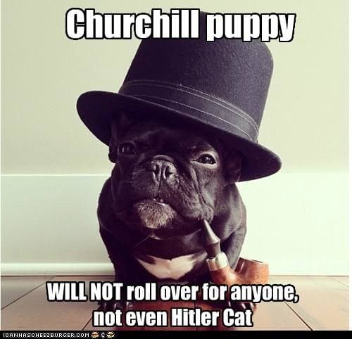 French bulldog meme - churchill puppy will not roll over for anyone, not even hitler cat