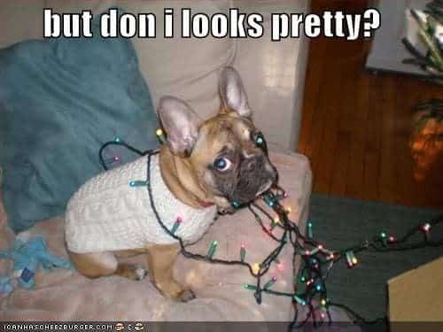 French Bulldog Meme - but don i looks pretty