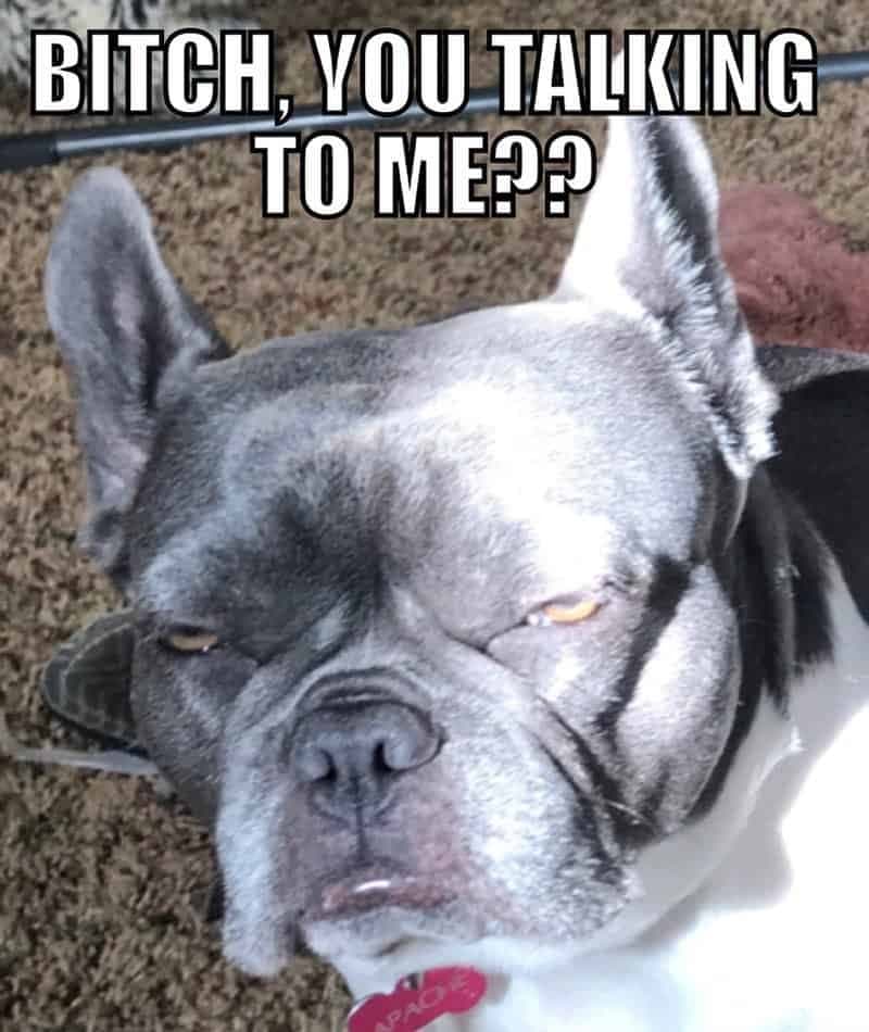 French Bulldog Meme - Bitch, you talking to me