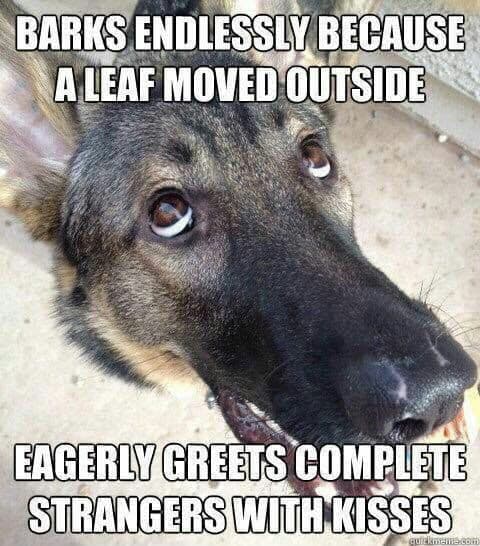 German shepherd meme - a visitor told me to 'tie' my dog... So i did
