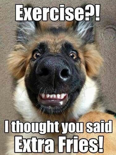 German shepherd meme - exercise! I thought you said extra fries!