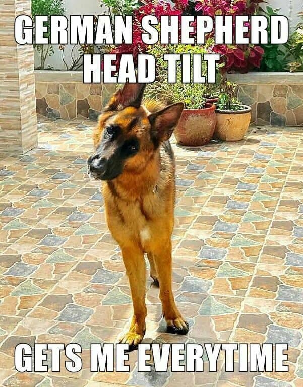 German Shepherd Meme - German Shepherd head tilt gets me everytime