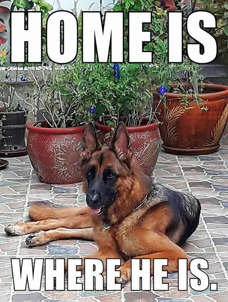 German shepherd meme - home is where he is.