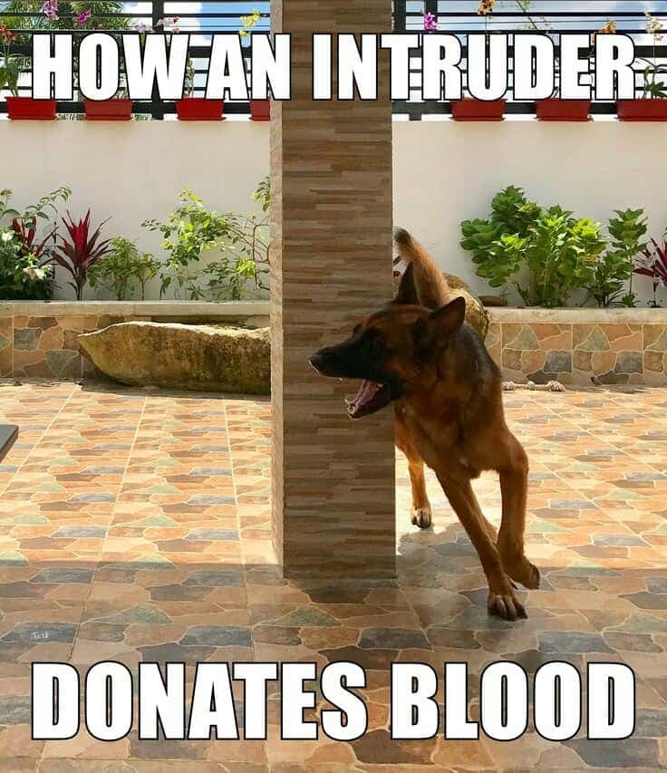 German Shepherd Meme - How an intruder donates blood