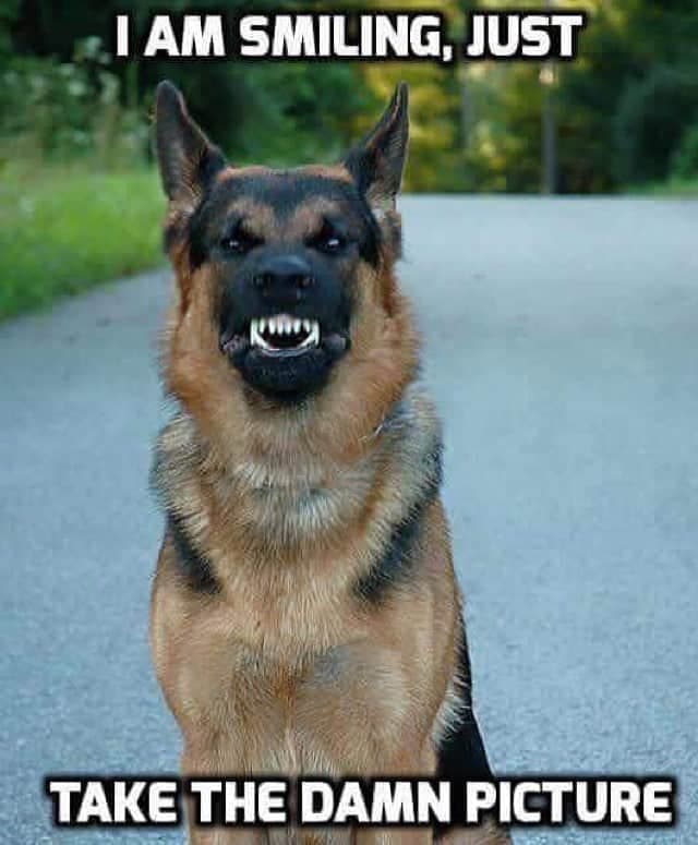 German Shepherd Meme - I am smiling, just take the damn picture