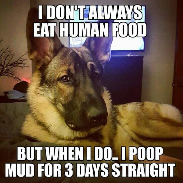 German shepherd meme - i don't always eat human food but when i do.. I poop mud for 3 days straight