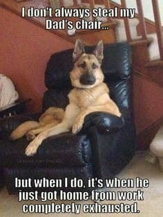 German Shepherd Meme - I don't always steal my Dad's chair... but when I do, it's when he just got home from work completely exhausted.