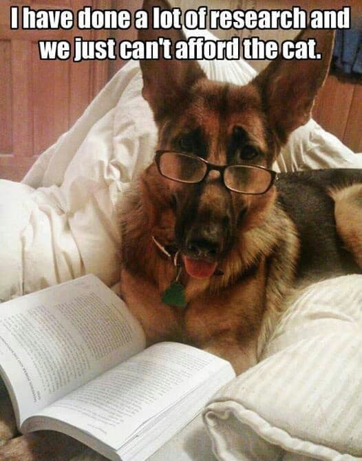 German shepherd meme - i have done a lot of research and we just can't afford the cat.