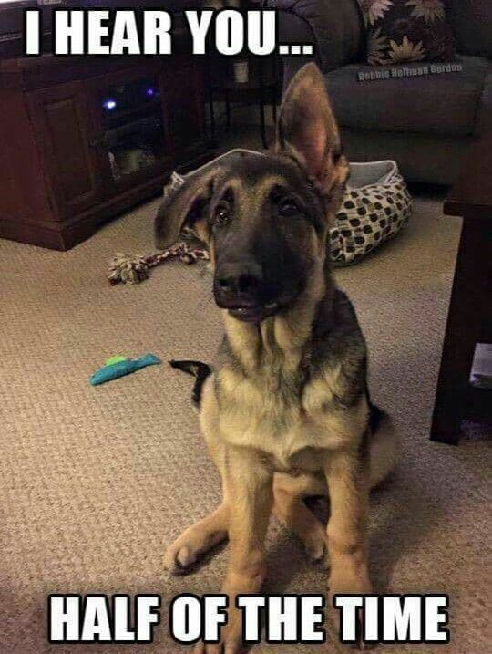 German shepherd meme - i hear you... Half of the time