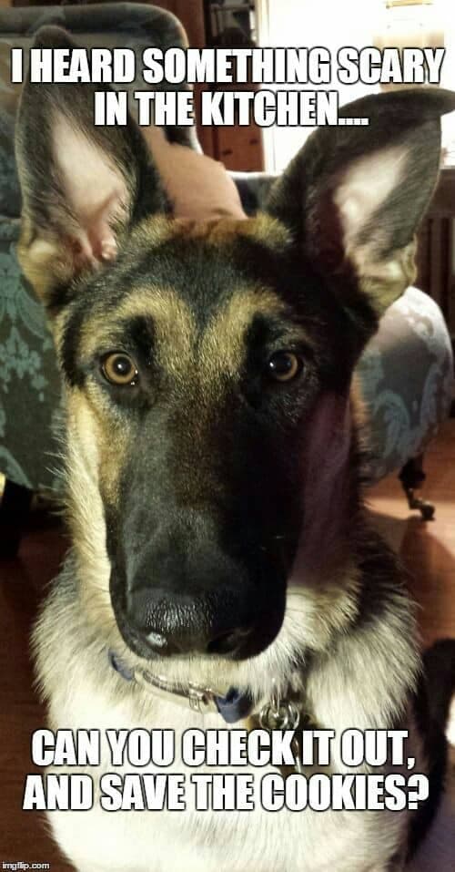 German shepherd meme - i heard something scary in the kitchen... Can you check it out, and save the cookies