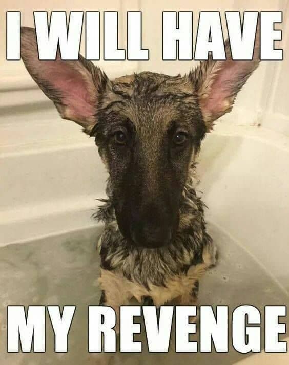 German shepherd meme - i will have my revenge