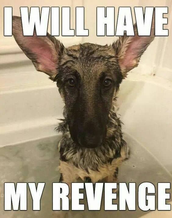 German Shepherd Meme - I will have my revenge