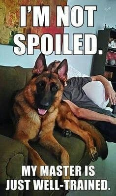 German Shepherd Meme - I'm not spoiled. My master is just well-trained.