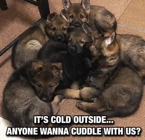 German Shepherd Meme - It's cold outside... anyone wanna cuddle with us