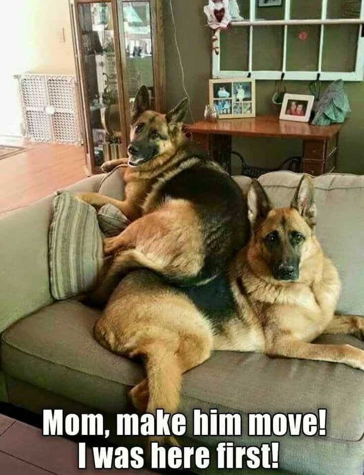 German shepherd meme - mom, make him move! I was here first!