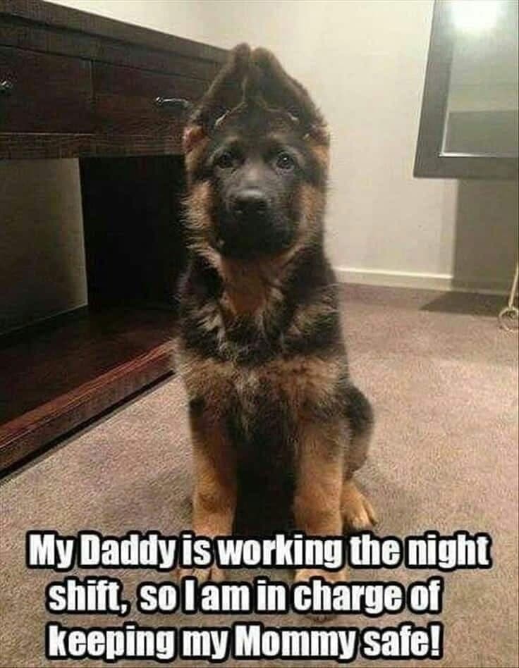 German shepherd meme - my daddy is working the night shift, so i am in charge of keeping my mommy safe!
