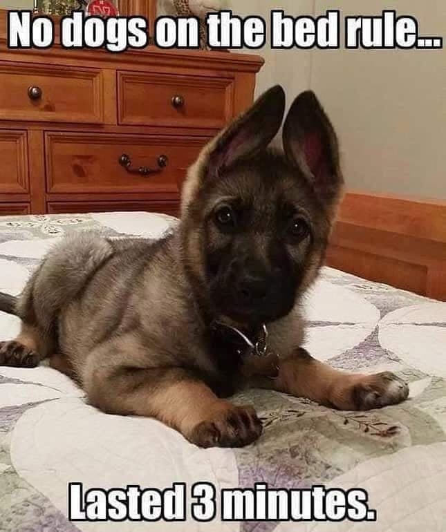 German shepherd meme - no dogs on the bed rule... Lasted 3 minutes.
