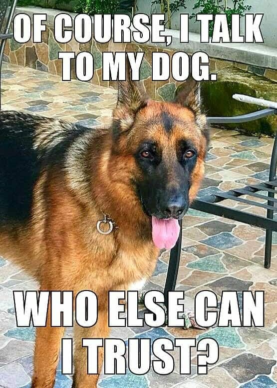 German shepherd meme - of course, i talk to my dog. Who else can i trust
